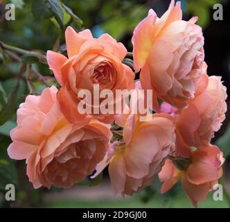 Rosa 'Lady Emma Hamilton' Foto Stock