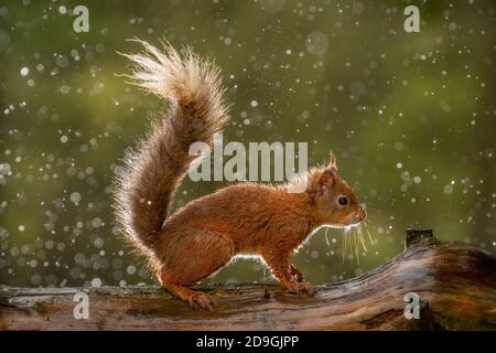 Scoiattolo rosso (Sciurus vulgaris) con coda boscura e orecchie tufty, sotto la pioggia, fotografato nelle valli dello Yorkshire Foto Stock