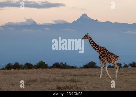 Africa, Kenya, Plateau di Laikipia, Distretto di frontiera settentrionale, Conservatorio di OL Pejeta. Giraffa reticolata (SELVATICA: Giraffa camelopardalis reticulata) con Foto Stock