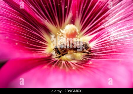 Ape di miele che raccoglie polline dalla testa di fiore Foto Stock