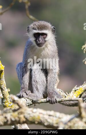 Vervet Scimmia seduta su Branch Looking (Chlorocobus pygerythrus) Foto Stock