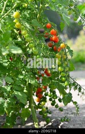 Grappoli di pomodori ciliegini non maturi su piante in orto Foto Stock