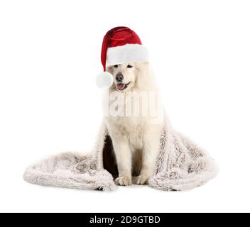 Carino cane Samoyed in cappello di Santa e con plaid sopra sfondo bianco Foto Stock