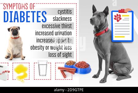 Cani carini e sintomi del diabete su sfondo bianco Foto Stock