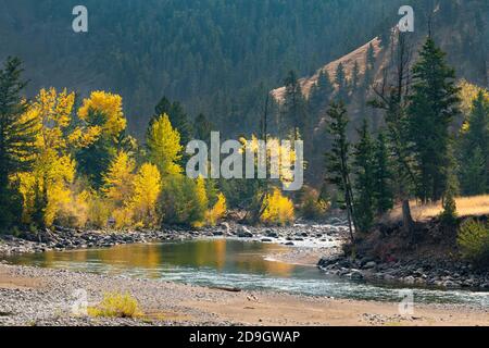 Colore di caduta lungo il fiume Shoshone, vicino Cody, WY, USA, di Dominique Braud/Dembinsky Photo Assoc Foto Stock
