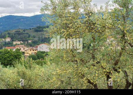 Olivo in fiore sullo sfondo della campagna toscana primavera Foto Stock