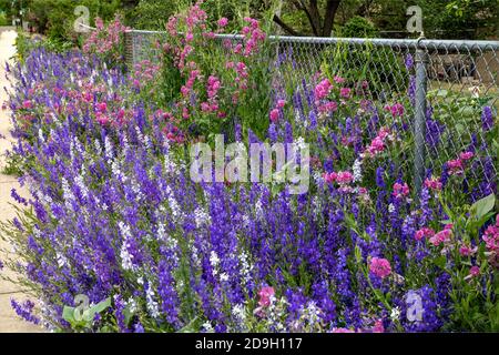 All'inizio dell'estate due piante annuali molto colorate, Larkspur e Sweet Pea, entrano in piena fioritura. Foto Stock