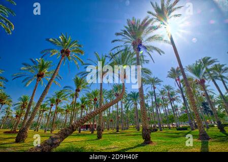 Il giardino di al Montazah è largo 3000 metri e contiene un'enorme selezione di alberi e piante, alcuni dei quali abbastanza rari. Alcune delle piante tropicali sono Foto Stock