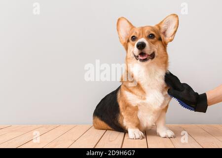 Donna spazzolando il suo cane con i capelli rimuovendo il guanto sulla luce sfondo Foto Stock