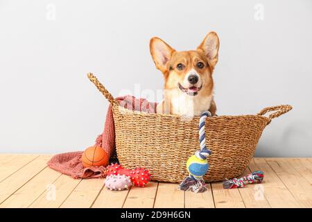 Carino cane nel cestino e con diversi accessori per animali domestici a. casa Foto Stock