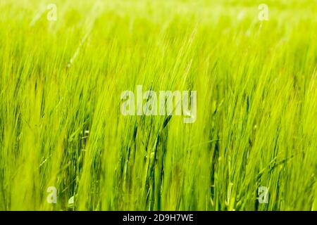 campo agricolo dove cresce orzo verde Foto Stock