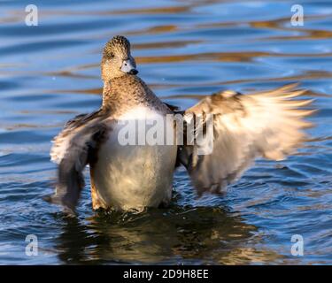 Bella americana wigeon femmina anatra nuoto nel lago. Corpo arancione e marrone, pancia bianca. Questo uccello sta scheggiando le sue ali. Foto Stock