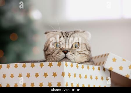 Carino gatto divertente in scatola regalo di Natale a casa Foto Stock