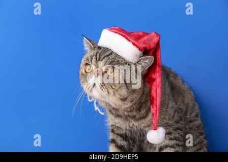 Carino gatto shorthair esotico in cappello di Santa su sfondo a colori Foto Stock