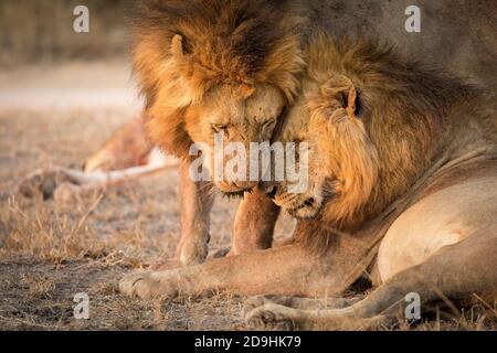 Due leoni maschi adulti si salutano a vicenda in cespuglio asciutto A Kruger Park in Sud Africa Foto Stock