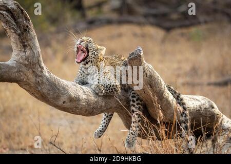 Baby leopardo sdraiato su un albero morto log in asciutto Bush yawning nel Parco Nazionale Kruger in Sud Africa Foto Stock