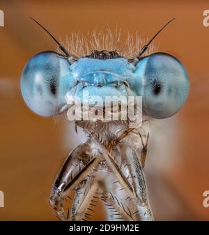 Damsel Fly Face 5x Foto Stock