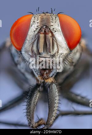 Volata di carne (Sarcophaga spp.) Foto Stock
