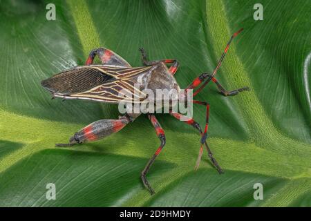 Mesquite Bug gigante, Thasus neocalifornicus Foto Stock