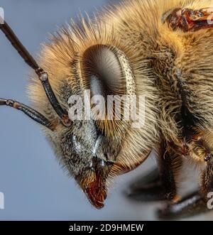 Il miele delle api Close Up, api Sp. Foto Stock