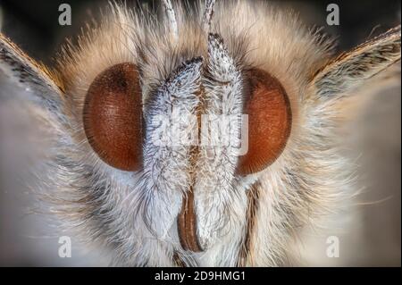 Dipinto Lady Butterfly dettaglio viso, Vanessa cardui Foto Stock