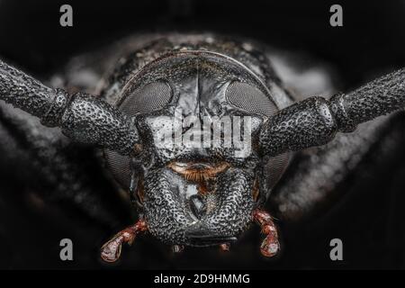 Palo Verde Root Borer Head, anche Palo Verde Beetle, Derobrachus geminatus & Derobrachus hovorei Foto Stock