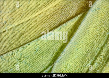 Nubi Sulpher Butterfly, Phoebis sennae Foto Stock