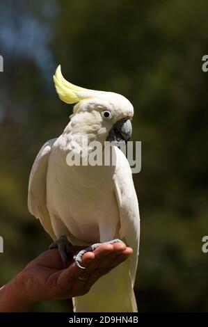 I Cockatoos crestati di zolfo sono sempre cheeky - particolarmente quando diventano amichevoli con un umano e le arachidi sono implicate! Foto Stock