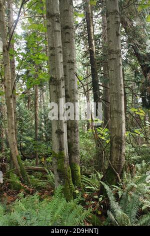 Alberi nel Brooks Point Regional Park a South Pender Island nella British Columbia, Canada Foto Stock