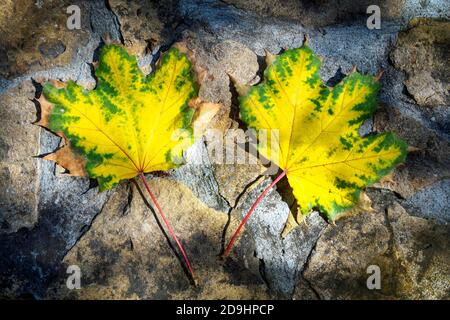Vista dall'alto di due foglie di acero giallo-verde su fondo di pietra, piatto Foto Stock