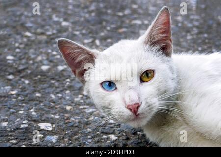 Gatto bianco senza casa con eterocromia guardando la macchina fotografica Foto Stock