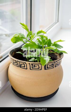 kalanchoe laciniata fiore in una pentola marrone di argilla su un davanzale Foto Stock
