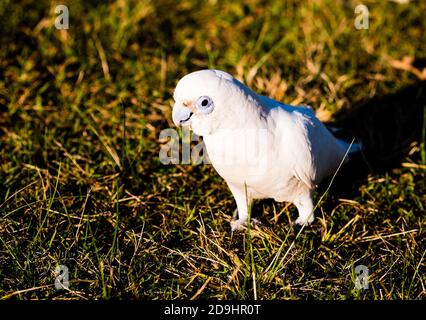 Goffin's cockatoo godendo il tramonto nel Giardino Botanico reale di Sydney Foto Stock