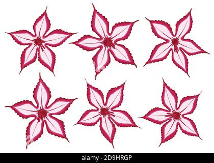 Impala Lily illustrazione. Set di 6 illustrazioni vettoriali astratte di fiori di giglio isolate su sfondo bianco. Illustrazione Vettoriale