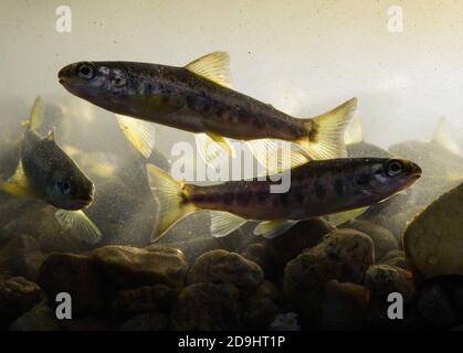 04 novembre 2020, Brandeburgo, Uckerland/OT Wolfshagen: Circa sei - dieci centimetri di lunghezza giovane salmone nuotare in un contenitore di vetro prima di essere rilasciato nel fiume Stepenitz. In totale, nel bacino idrografico del fiume sono stati rilasciati circa 50,000 salmoni di sei mesi allevati presso il Denmark Centre di Vildlaks per il Brandeburgo. I pesci vengono rilasciati in autunno per abituarsi all'acqua, nutrirsi di piccoli granchi e larve di insetti, migrare verso il mare aperto in primavera e tornare a casa nel Brandeburgo dopo due o tre anni. L'Istituto per la pesca interna e.V., con sede a Potsdam-Sacrow ( Foto Stock