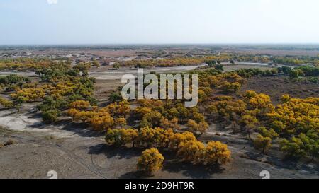 Veduta della foresta di populus euphratica a Ejina Banner, Lega di Alxa, regione Autonoma della Mongolia interna della Cina del nord, 7 ottobre 2020. Foto Stock