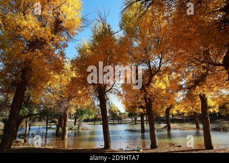 Veduta della foresta di populus euphratica a Ejina Banner, Lega di Alxa, regione Autonoma della Mongolia interna della Cina del nord, 7 ottobre 2020. Foto Stock