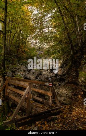 Waldweg im Herbstlich gefärbten Wald. Bregenzerwald, Herbst. Foresta colorata in autunno. Erholsame Wanderung durch den Wald in Vorarlberg. bitte Blätter Foto Stock