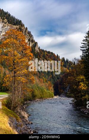 Der Bergbach fliesst durch den bunten Herbstwald. Il ruscello di montagna scorre attraverso la colorata foresta autunnale. Mellau, Bregenzerwald, Austria