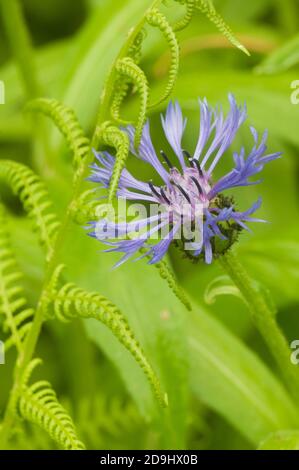 Fiore di mais perenne (Centaurea montana) in primavera, primo piano Foto Stock