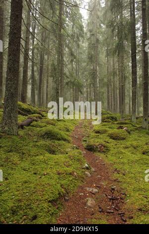 Percorso che conduce in misty magico bosco. Foresta in Svezia Foto Stock