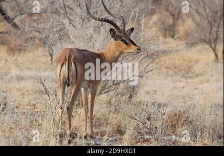 Impala anteleope nel deserto dell'Africa. Concetto Safari Foto Stock