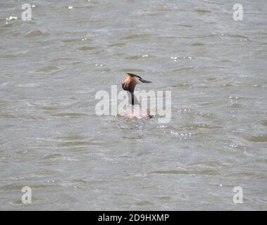 Singolo Gran Gretè crestata in un fiume Foto Stock