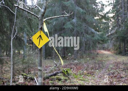 Segno giallo con freccia nera che punta verso il percorso destro la foresta Foto Stock