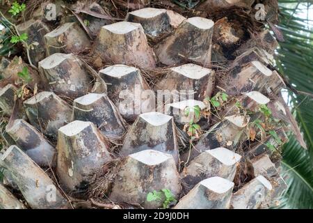 Corteccia di struttura del tronco di palma Foto Stock