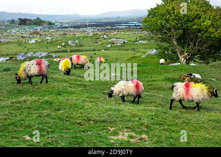 Pecore nel paesaggio irlandese, Connemara, Contea di Galway, Repubblica d'Irlanda, Europa. Foto Stock