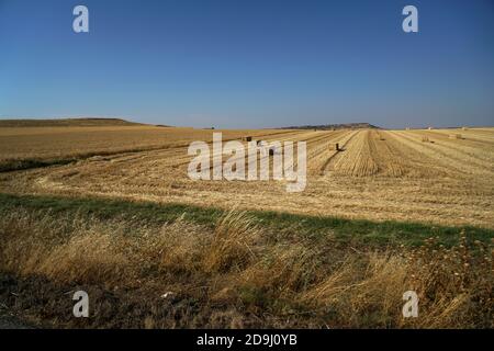 Paesaggio rurale della Riserva Naturale di Ezemvelo Vlakfontein, Sudafrica con campi di grano raccolto Foto Stock