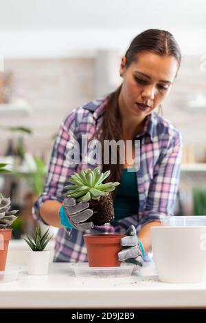 Donna repiantando pianta domestica nella cucina. Tenendo fiore succulente su macchina fotografica che piantano in pentola di ceramica usando pala, guanti, terreno di fermo e fiori per la decorazione della casa. Foto Stock