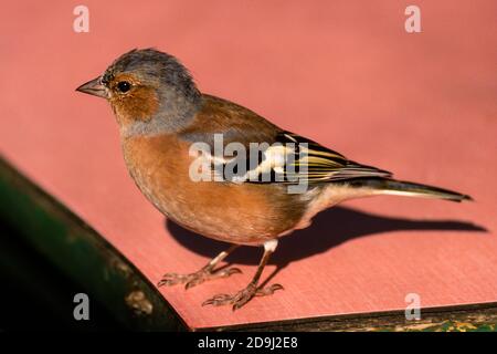 Primo piano di un colorato uccello Chaffinch (Fringilla coelebs) sul tavolo rosa Foto Stock
