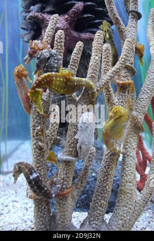 Lined Seahorse (Hippocampus erectus) Foto Stock